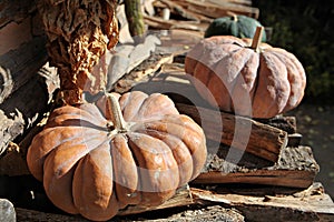 ItÃ¢â¬â¢s a korea crop